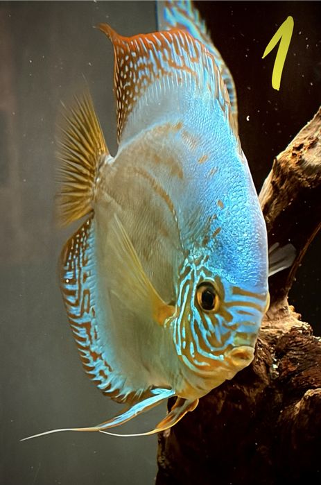 Discus M, L e XL