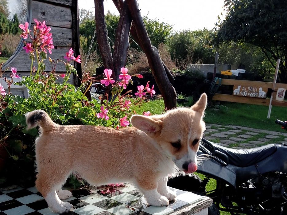 Szczenię rasy Welsh Corgi Pembroke