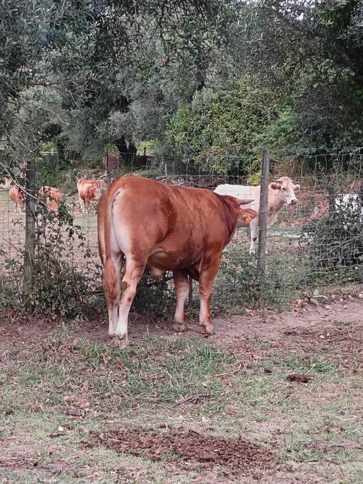 Vende-se touros.