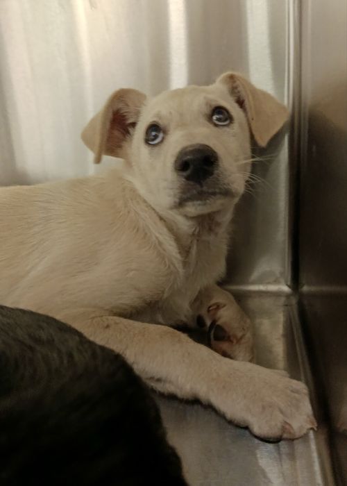 Cão bebé para adoção responsável
