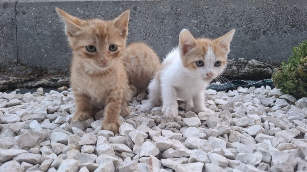 3 gatinhas para adoção