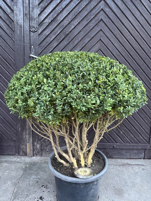 Bukszpan formowany Bonsai Niwaki