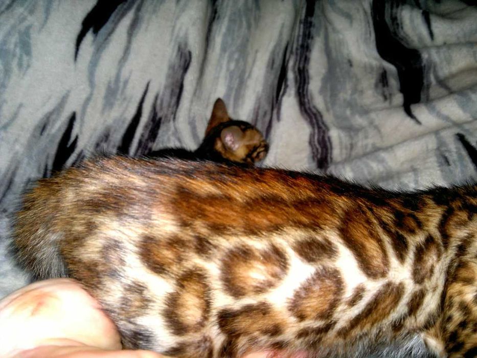 Ексклюзивний бенгальський BENn24 хлопчик за адекватну ціну!