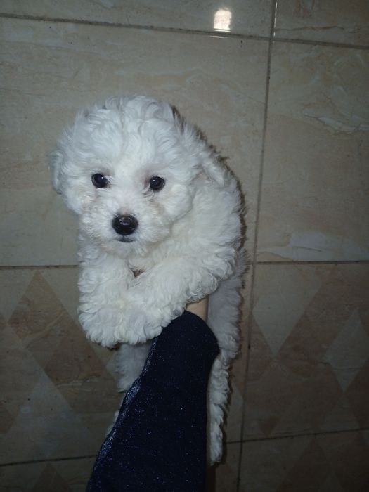 Прожається хлопчик бішон фрізе