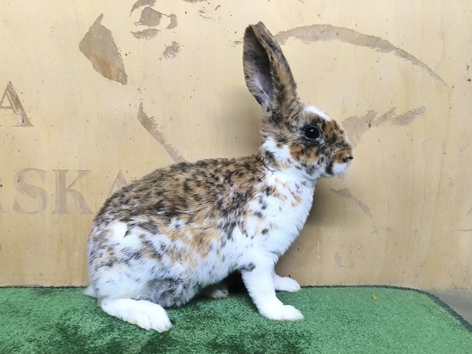 Samice Rex Gepard rodowód