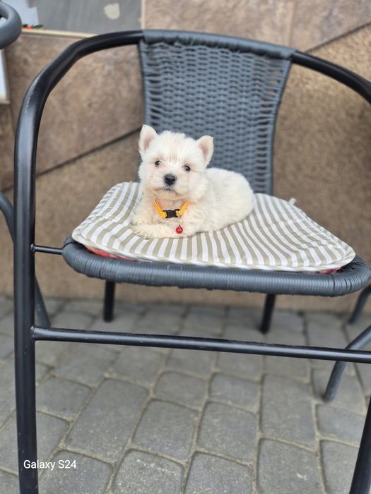 Sprzedam West highland white terrier