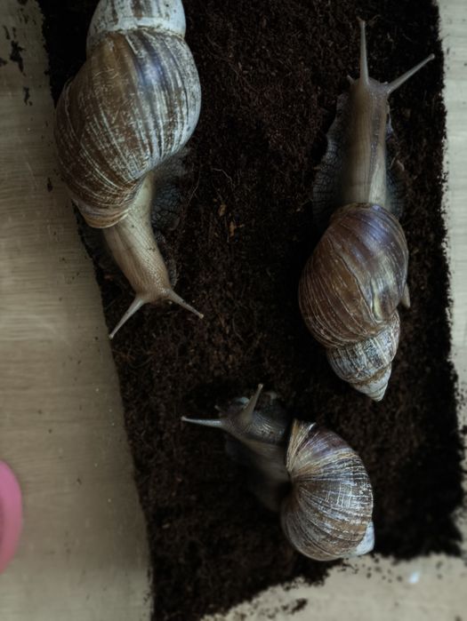 Равлики Ахатини, 1 та 5 років