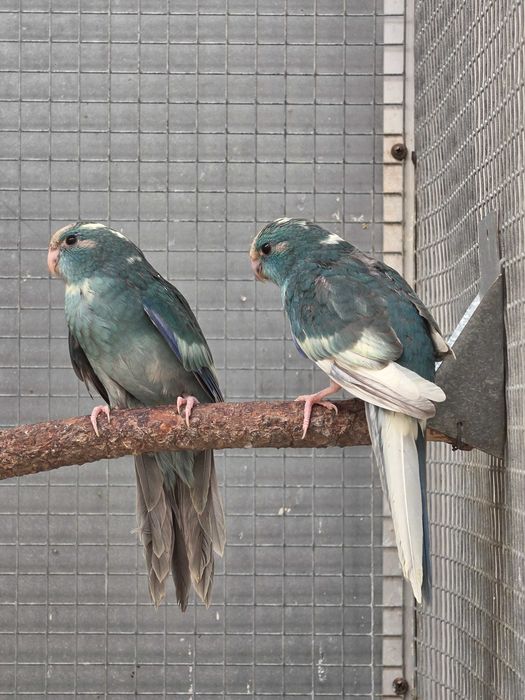 Kakarikis Verdes, Amarelos, Azuis, Cremes, Spangle