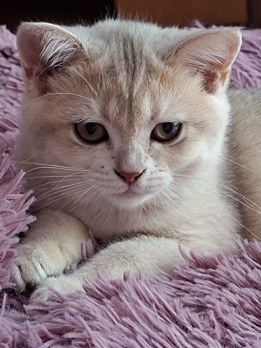 Шотландский котенок