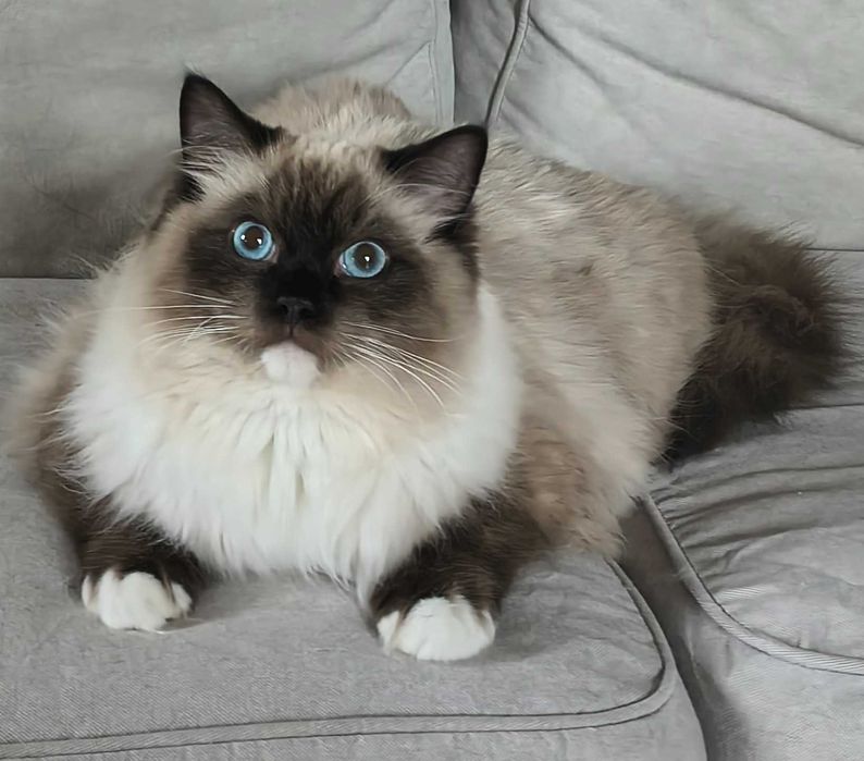 Puszysty Pieszczoch Ragdoll Seal Mitted | PZF, WCF