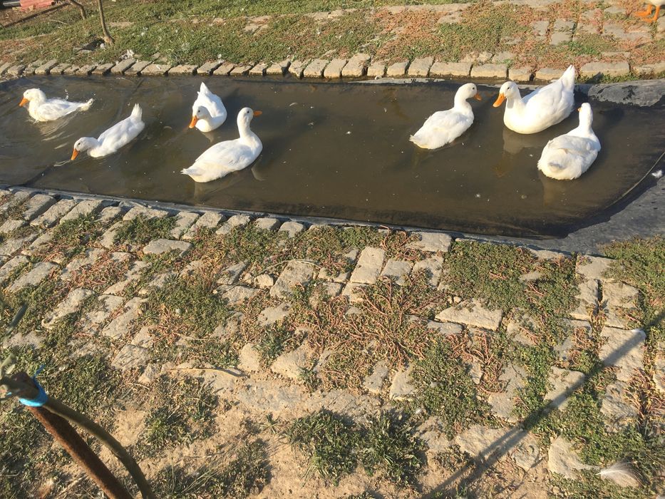 Perus/frangos/garnisos/gansos e ovos