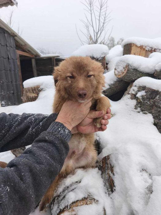 Цуценята. Прилаштовуємо в добрі руки 6 чудових цуценят!