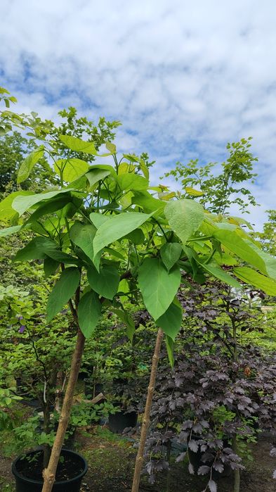 Katalpa, catalpa, 2 m wysokości
