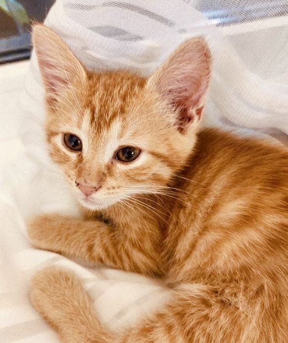 Красивый ярко-рыжий солнечный котенок 2мес рудий котик кошеня котята