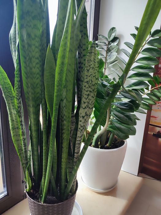 Квіти кімнатнівеликі та відростки