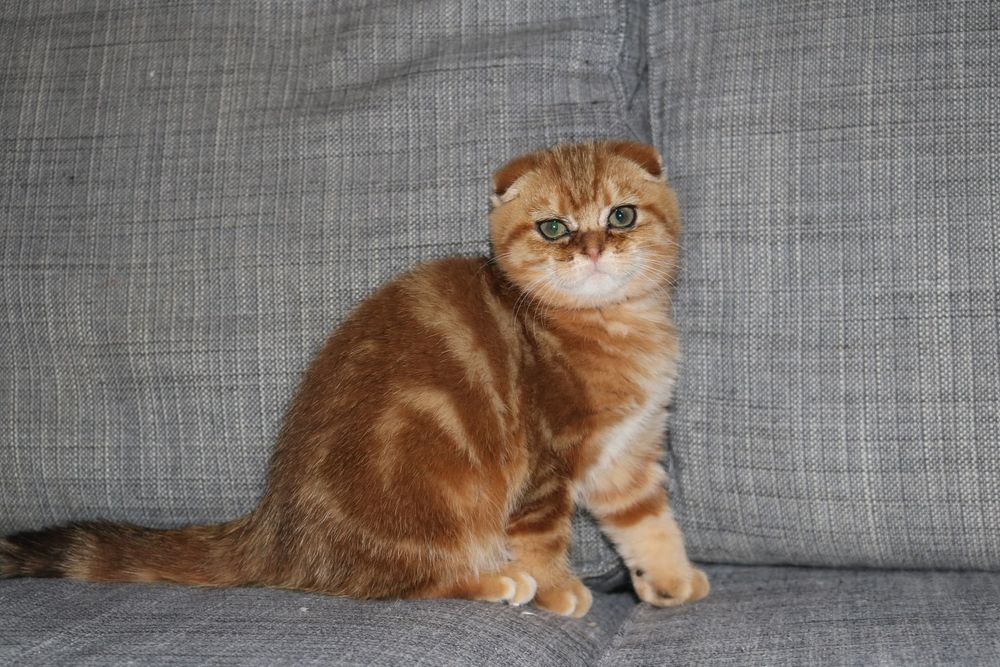 Gatinha femea  scottish fold golden