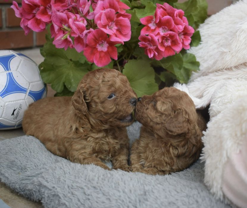 Maltipoo przepiękna dziewczynka