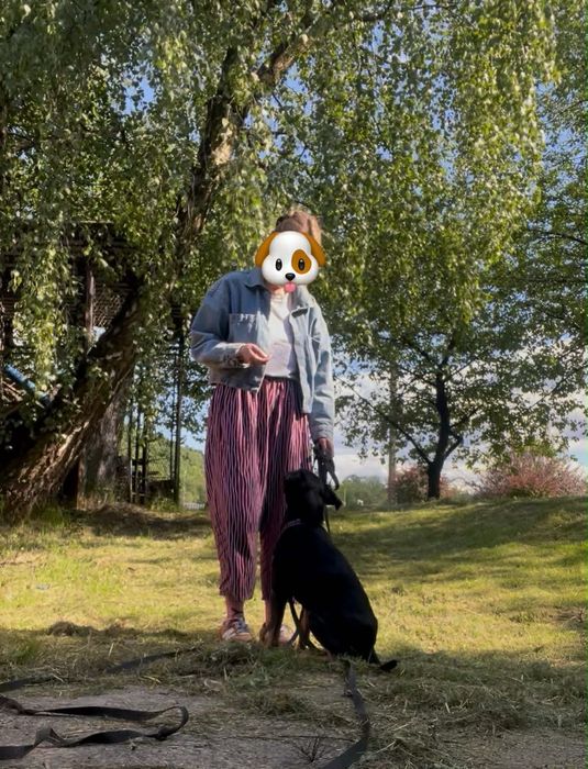 Piesek (Draco) szuka domu