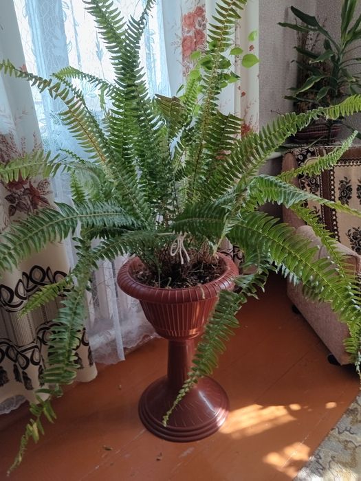 Кімнатна папороть