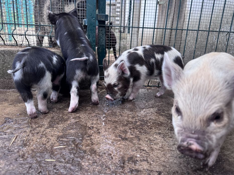Porcos  raca kunekune