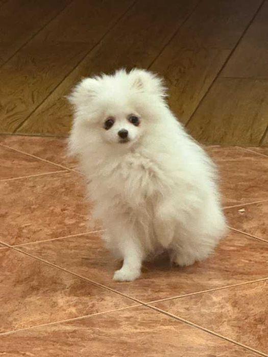 Szpic miniaturowy-pies