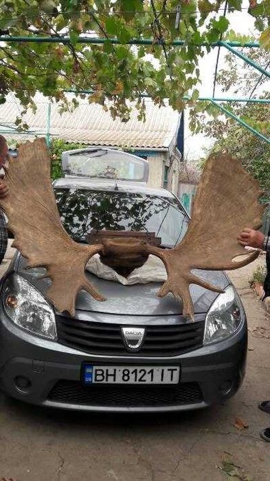 Рога камчатского лося