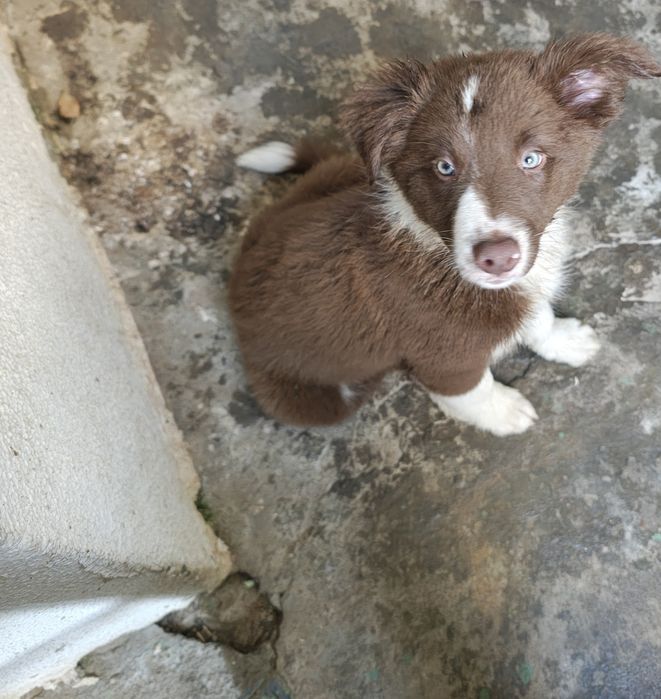 Border collie macho puro chocolate olhos verdes