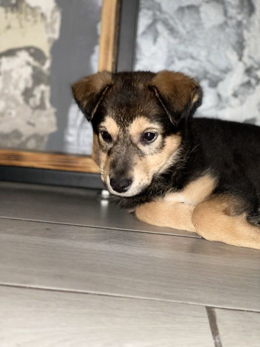 Отдам в хорошие руки Цуценя дівчинка /щенок