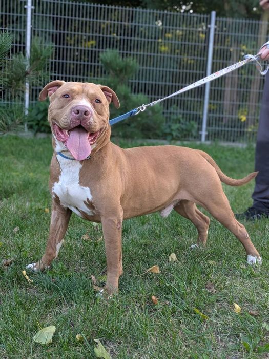 Amstaff szuka odpowiedzialnego domu