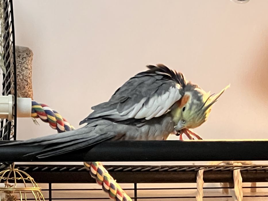 Sprzedam nimfę (korellę) – samiec, 2 lata