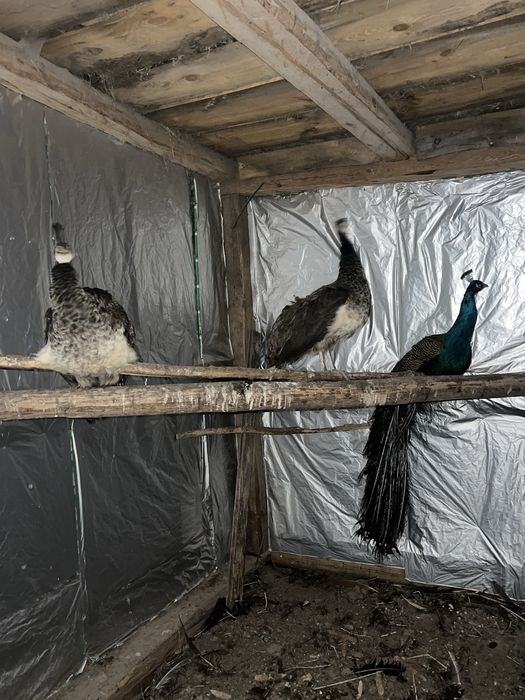 Птиця,птахи для краси