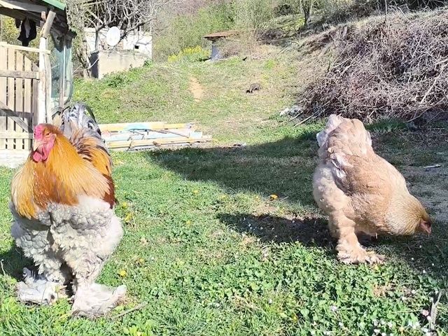 Яйце для інкубації, курчата, Брама блакитне золото, срібло.