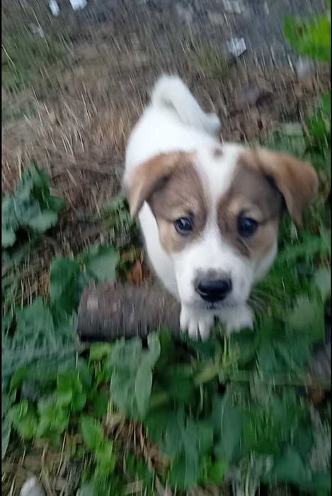 віддам цуценят, безкоштовно