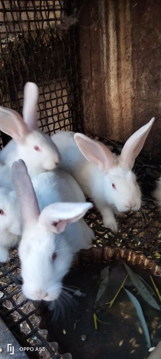 Кролики разних возрастов от3 месяцев до 1,5года очень дешево
