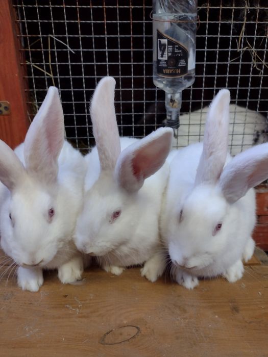 Króliki Termondzkie