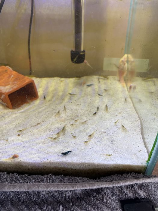Mix Krewetek Neocaridina