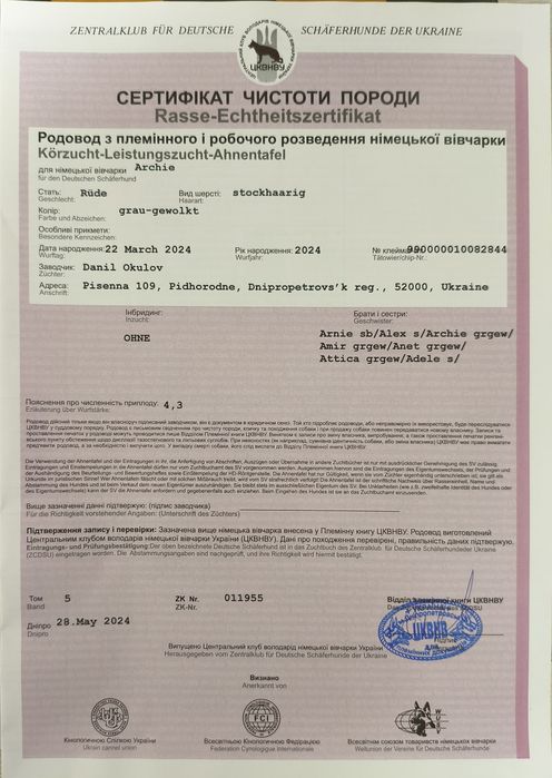 Вязка. Зонарный кобель Немецкой овчарки (Рабочее разведение) КСУ/WUSV