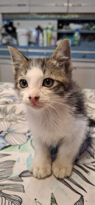Gatinho macho tigrado e branco