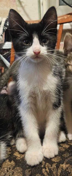 Кошенята мишолови