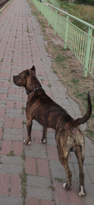 Вязка питбультерьера