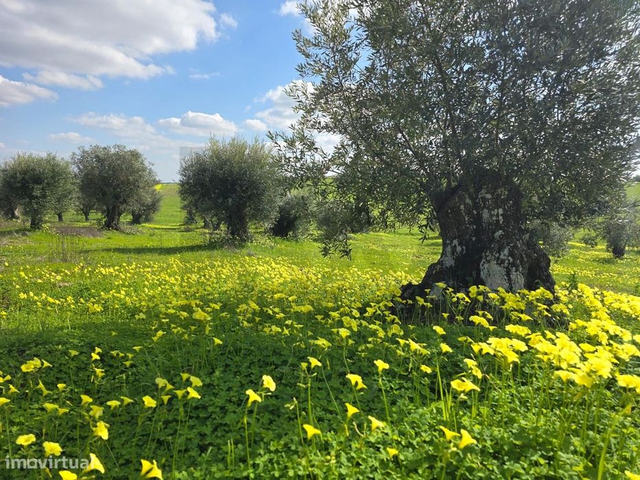 Terrenos agrícola junto à aldeia de Pedrógão do Alentejo - Vidigueira — Pedrógão, Beja