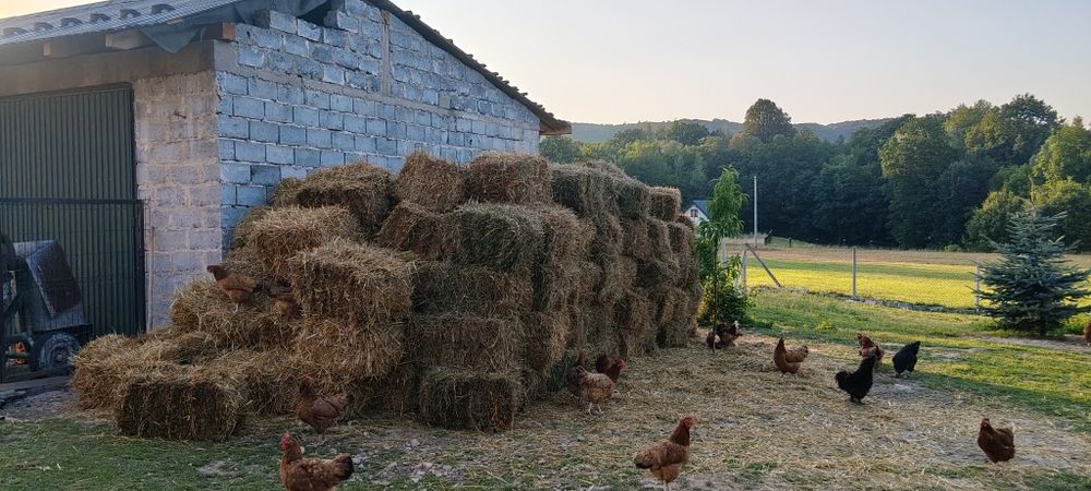 Sprzedam słomę ok 300 kostek