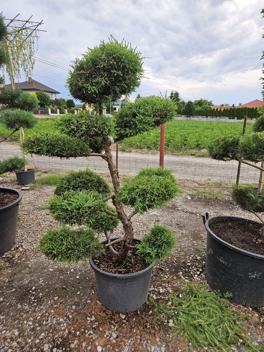 Jałowiec pfitzeriana bonsai