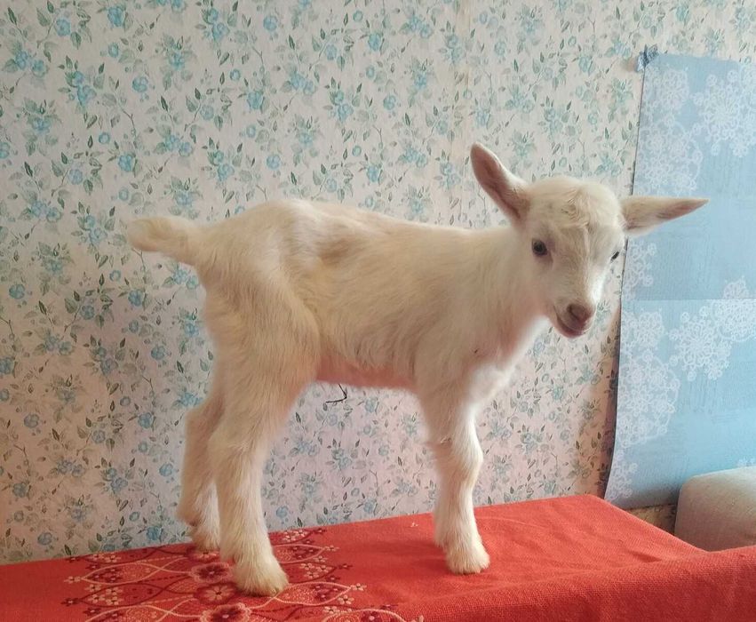 Продам козенят від Нубійської кози і зааненського цапа