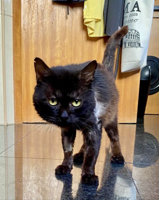 Gato para adoção responsável