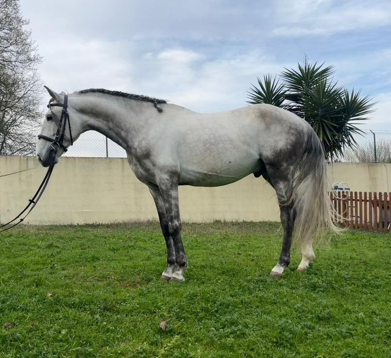 Cavalo PSL, com 5 anos