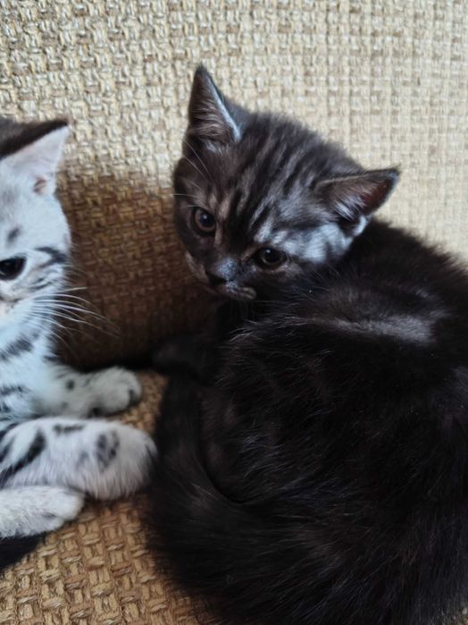 Шотландская девочка