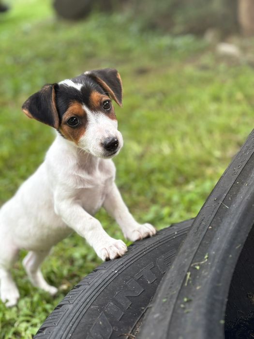 Jack Russell Terrier - gotowe do odbioru !