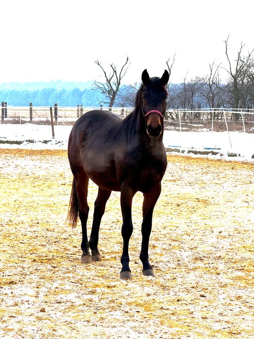 Małopolak Ogier koń małopolski 3 letni