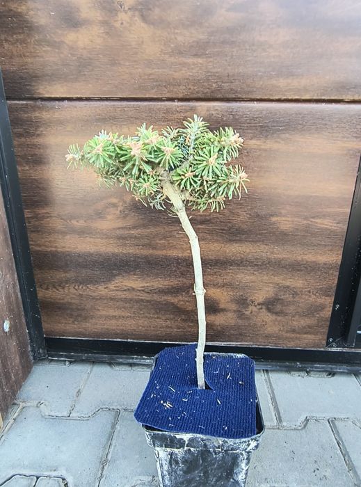 Jodła na pniu, różne odmiany